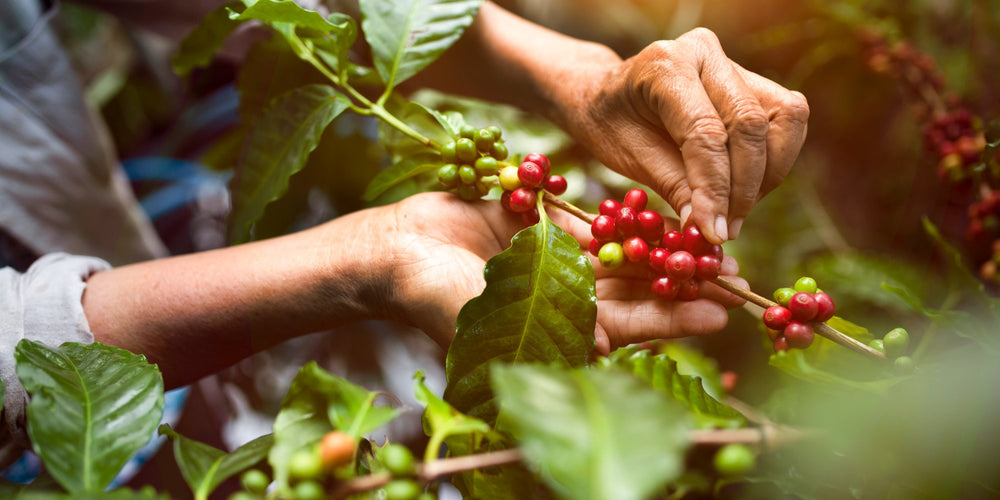 Specialty Coffee – Cafe Bueno