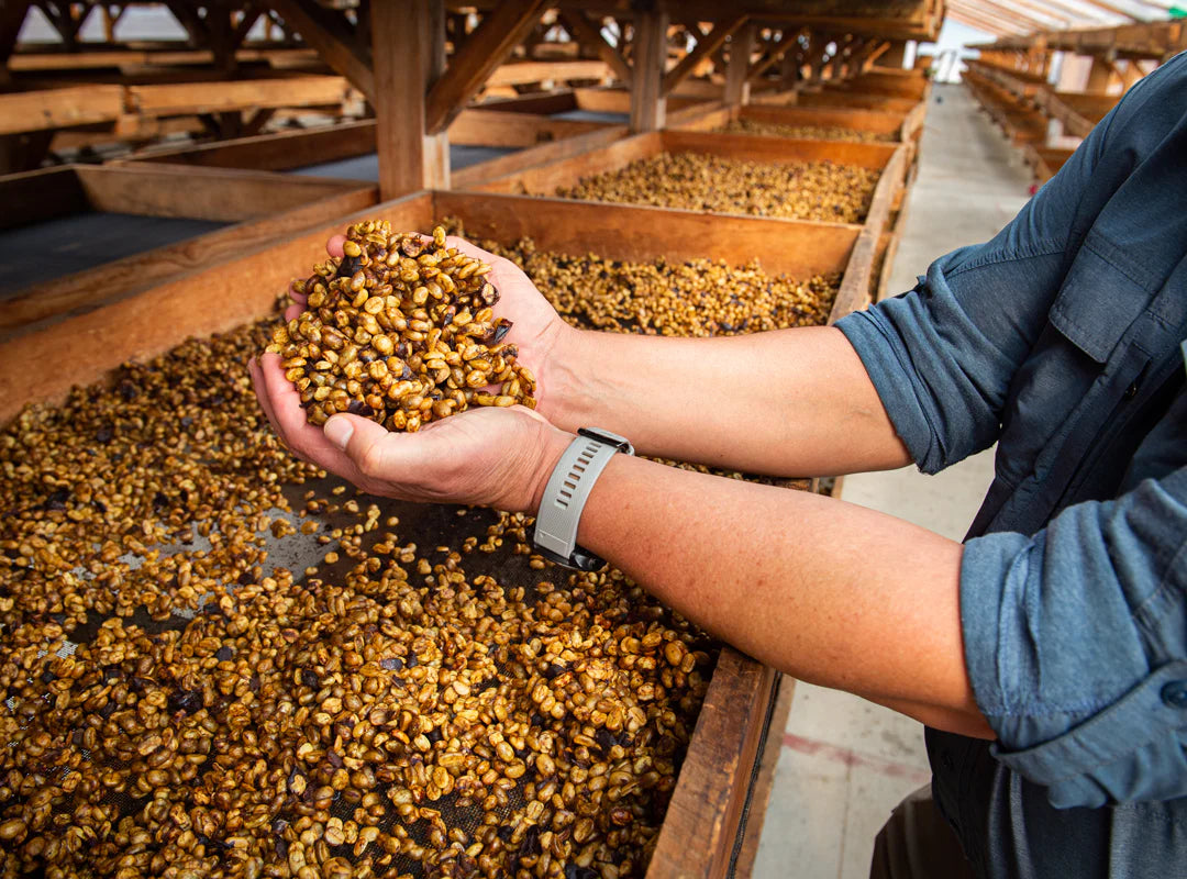 Specialty Coffee - Honey Process - Colombian Coffee