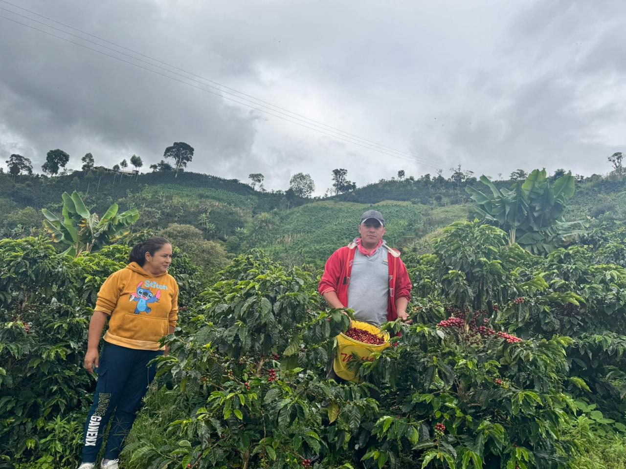 Gesha & Colombia Blend – Alchemy Steep (5-Pack)