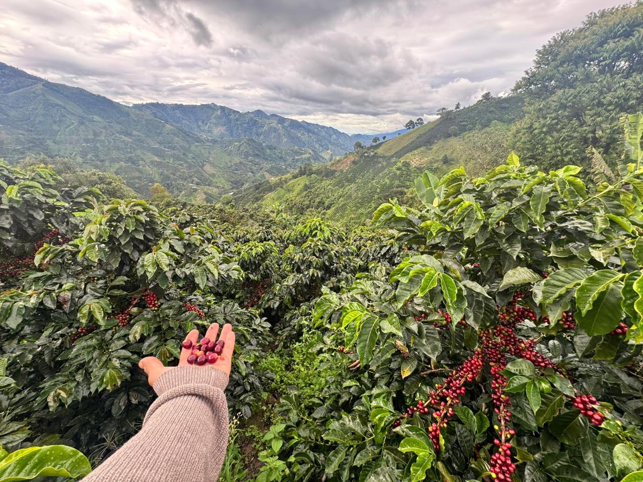 Gesha & Colombia Blend – Alchemy Steep (5-Pack)