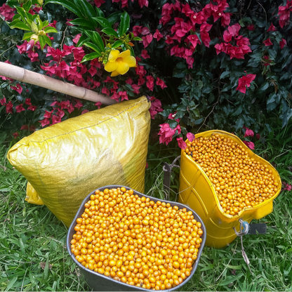 Yellow Bourbon - Washed Espresso