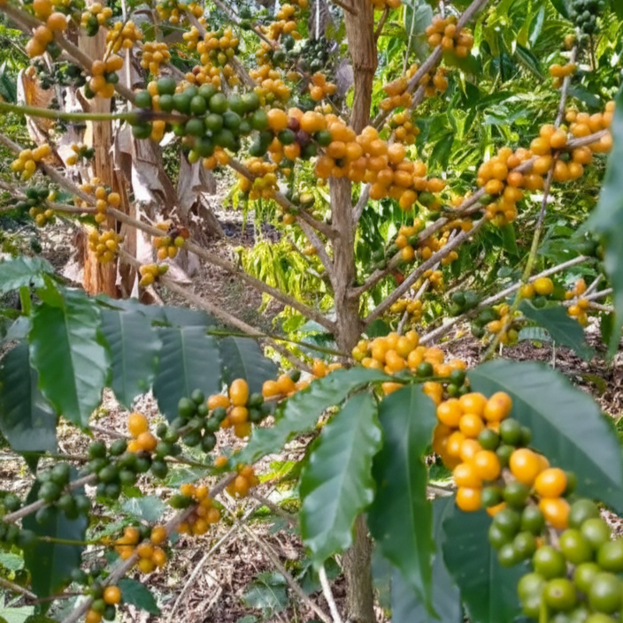 Yellow Bourbon - Washed