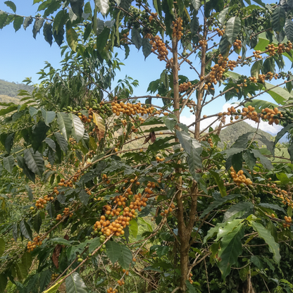 Yellow Bourbon - Washed